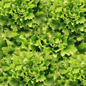 Insalata Gentile
