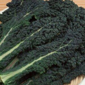 Cavolo Nero