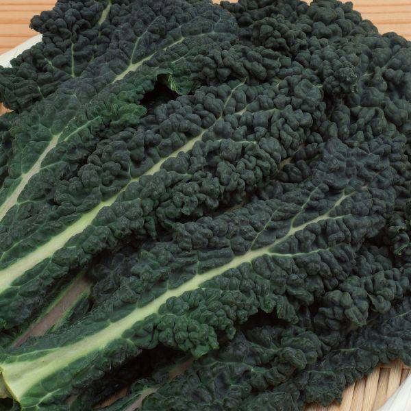 Cavolo Nero