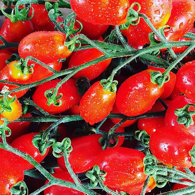 Pomodori Datterini