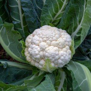 Cavolfiore