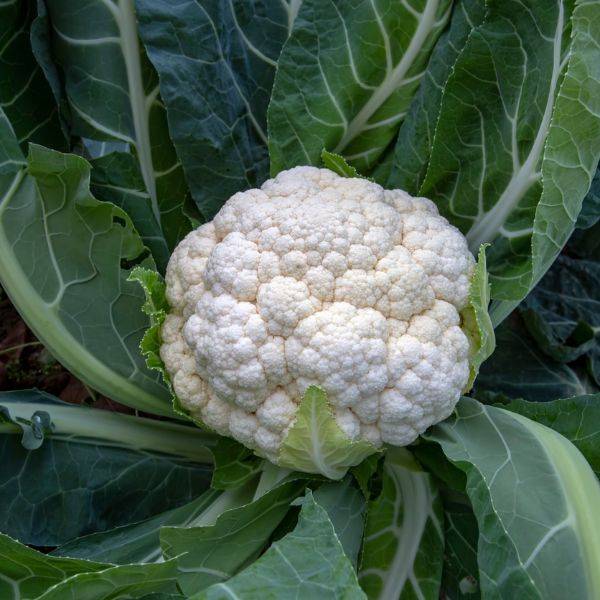 Cavolfiore